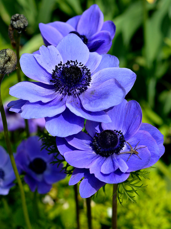 Blue Anemone de Caen Windflower - Blue Ground Cover