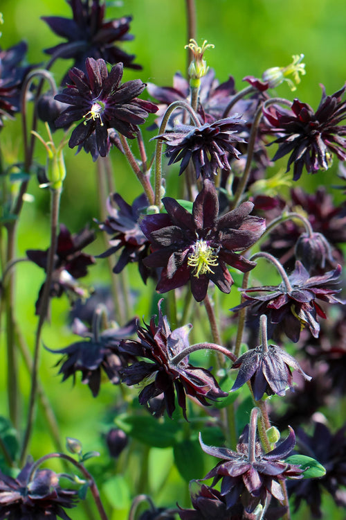 Aquilegia Black Barlow Bare Roots