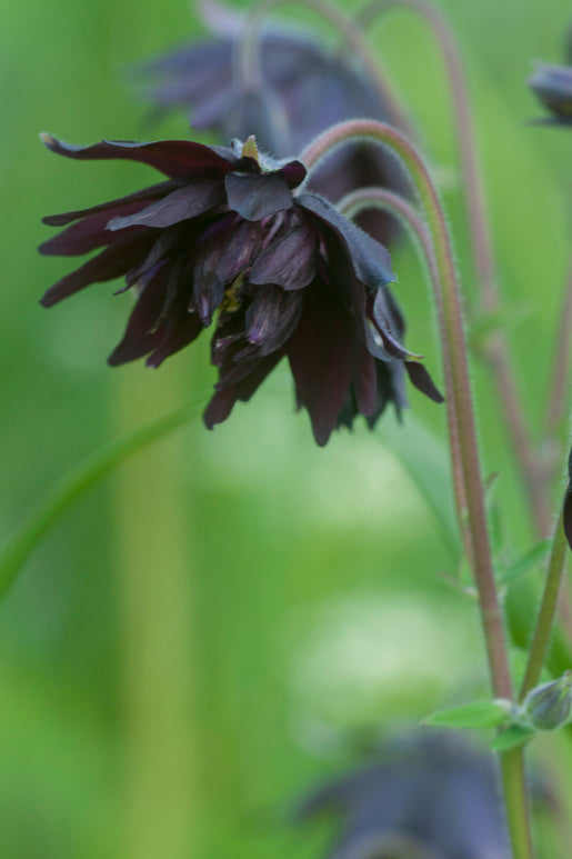 Columbine Black Barlow Bare Root Plants