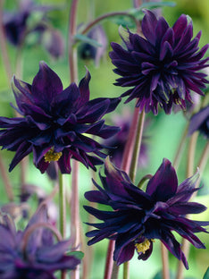 Columbine Black Barlow