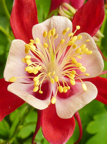 Columbine Crimson Star