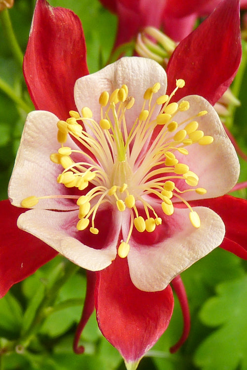 Aquilegia Crimson Star Roots