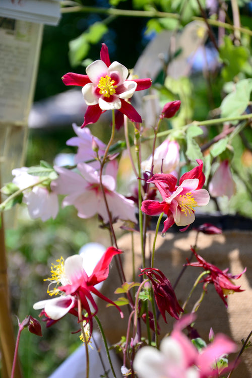 Crimson Star Columbine