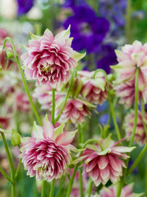 Columbine Nora Barlow