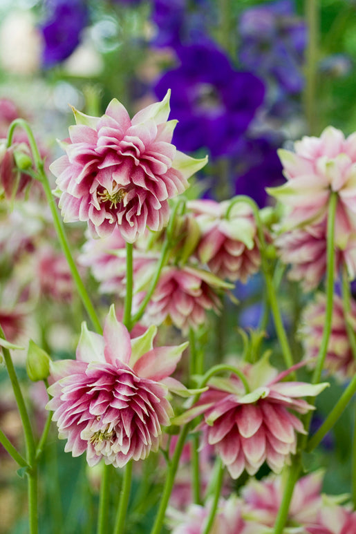 Aquilegia Nora Barlow Bare Roots