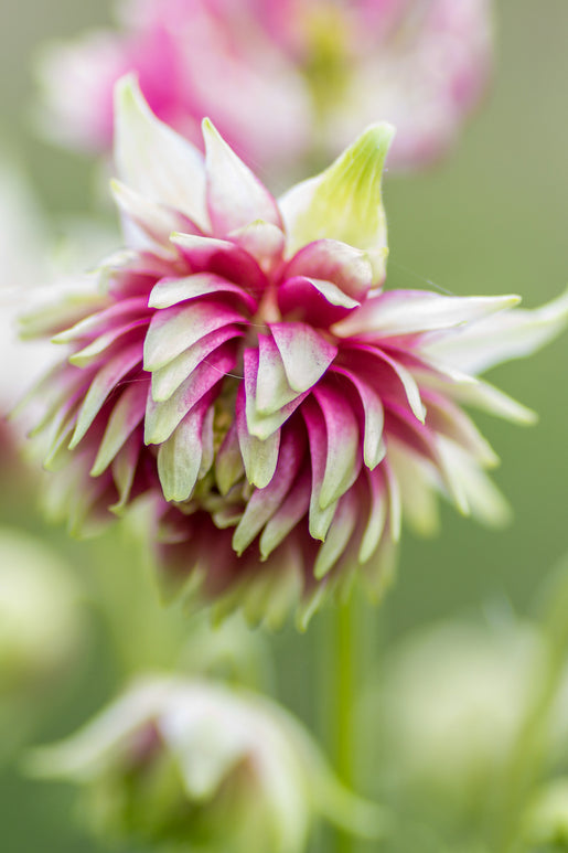 Columbine Nora Barlow Roots