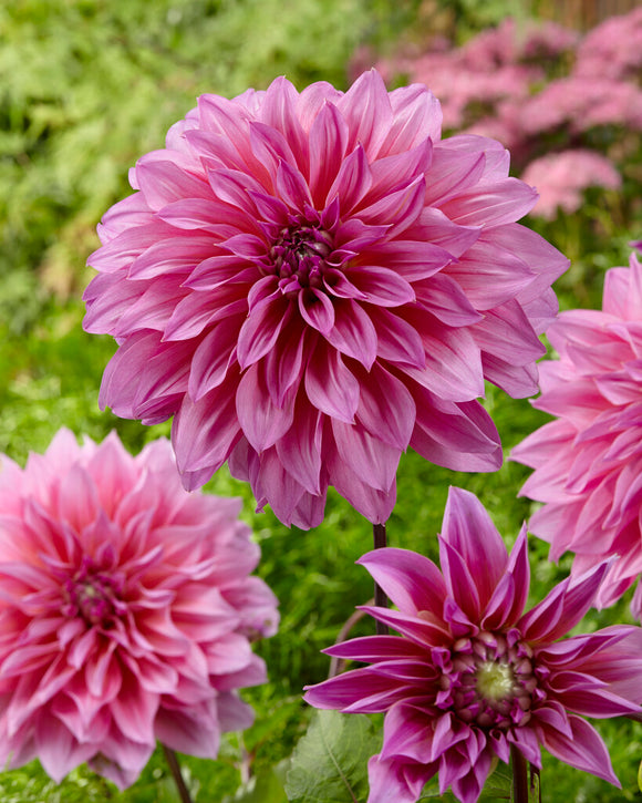 Dinnerplate Dahlia Arthur Hambley Tubers