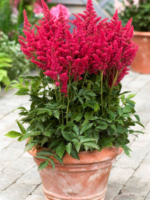 Astilbe Mighty Chocolate Cherry