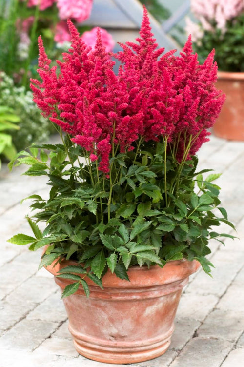 Astilbe Mighty Chocolate Cherry
