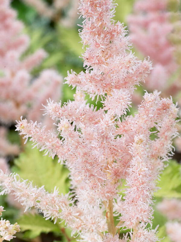 Astilbe Milk And Honey