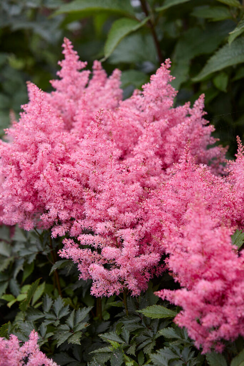 Astilbe Younique Pink