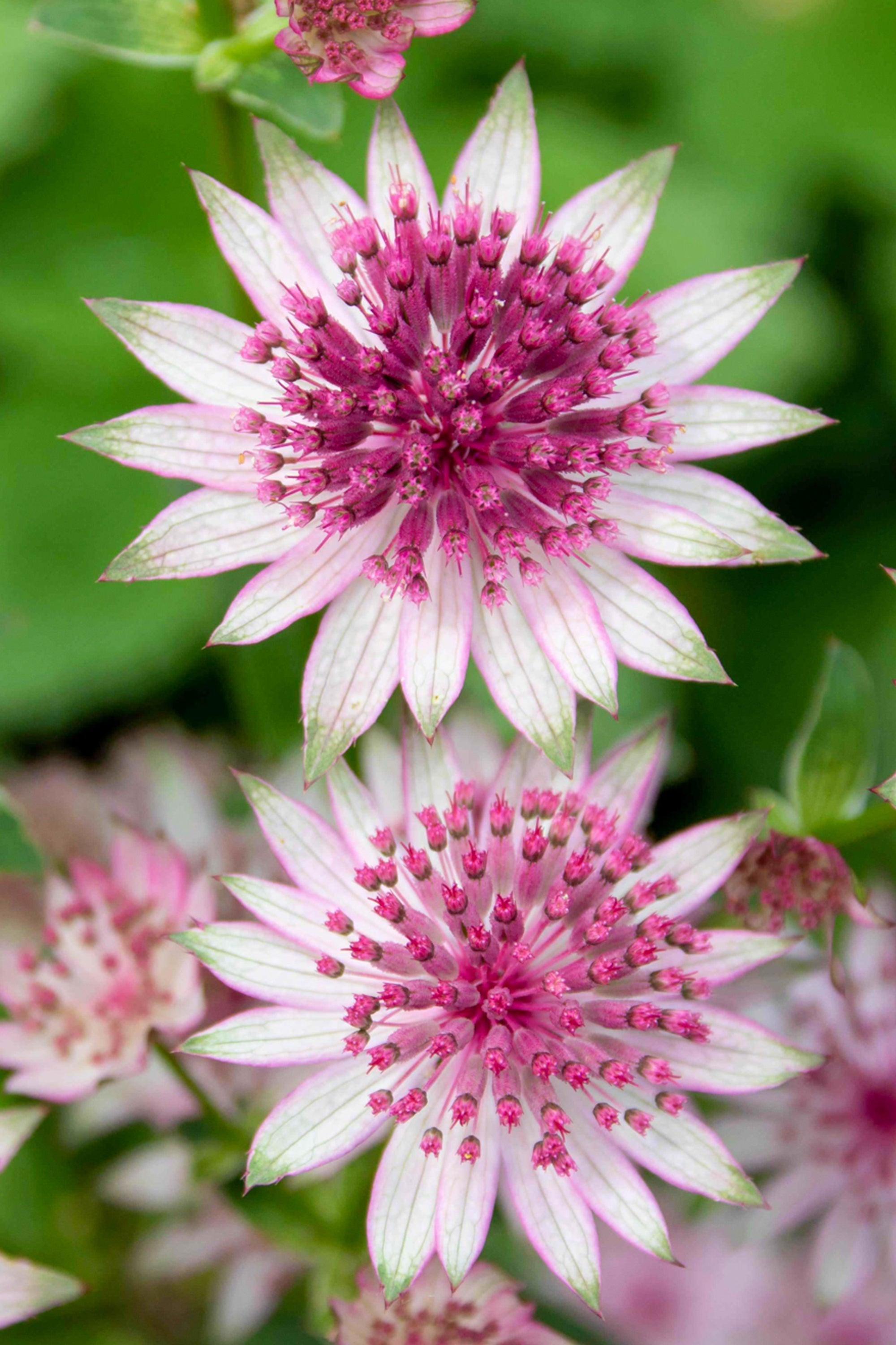 Astrantia major outlet