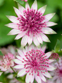 Astrantia major Superstar