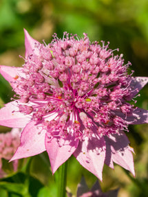 Astrantia major Venice