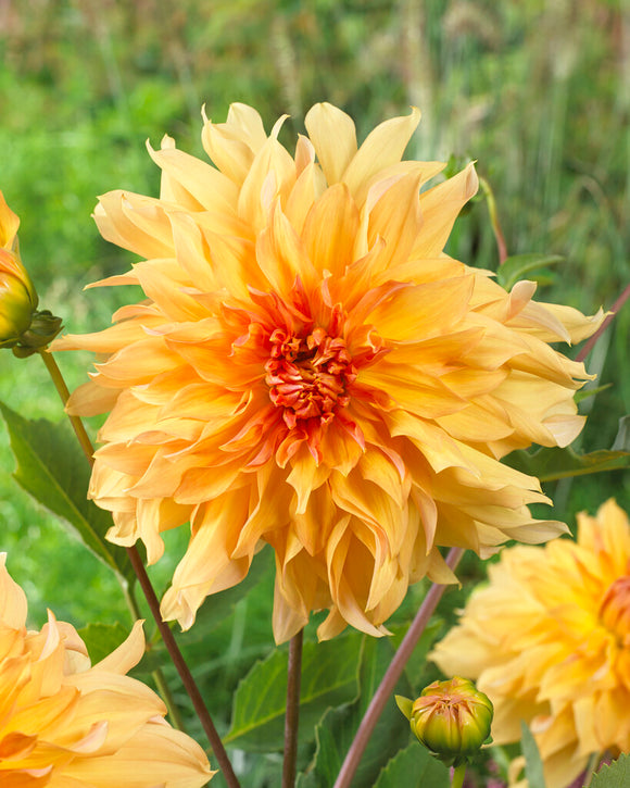 Dinnerplate Dahlia Big Brother Tubers