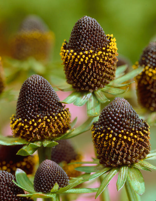 Rudbeckia Black Beauty - Coneflower
