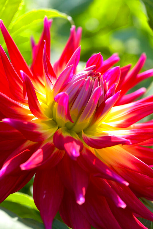 Buy Bora Bora Dahlia Tubers