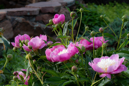 Grow Peony Roots Bowl of Beauty