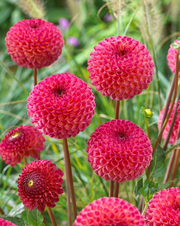 Dahlia Burlesca Pompon Dahlias Bulbs