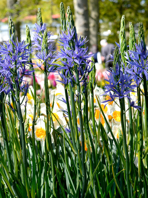 Camassia bulbs - Blue Camas Lily
