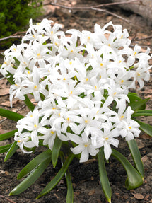 Chionodoxa Luciliae Alba (Glory of the Snow)