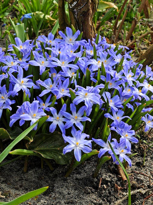Chionodoxa Lucilea (Glory of the Snow) - Early Blooming Blue Naturalizing Flowers