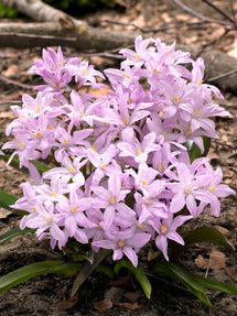 Chionodoxa Luciliae Rose Queen (Glory of the Snow)