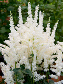 Astilbe Close Harmony