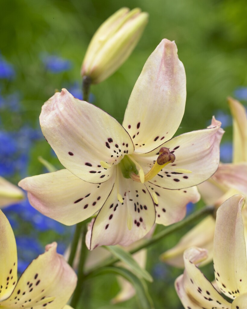 Lily Corsage