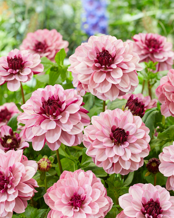 Buy Dahlia Tubers Crème de Cassis