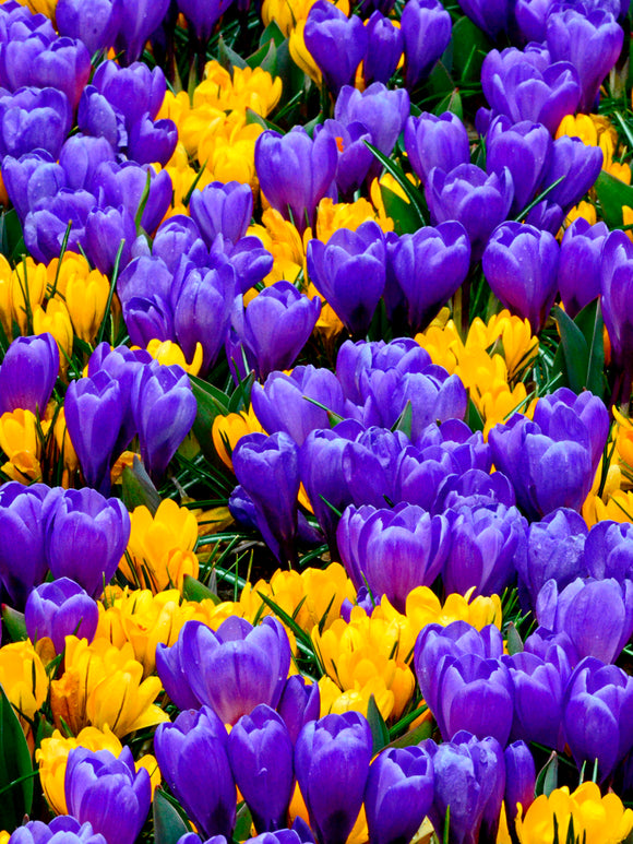 Purple and yellow crocus bulbs