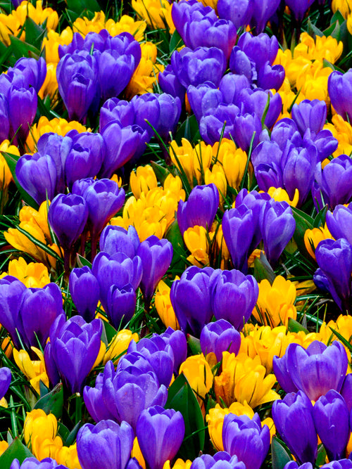 Purple and yellow crocus bulbs DutchGrown