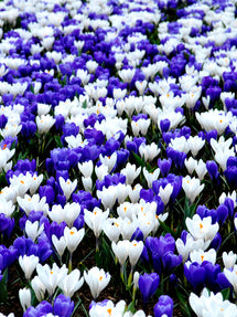 Crocus Blue & White Mix