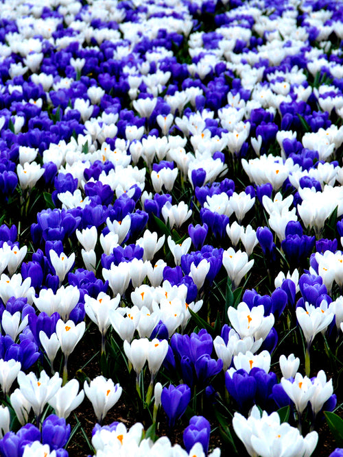 Blue and white crocus mix DutchGrown
