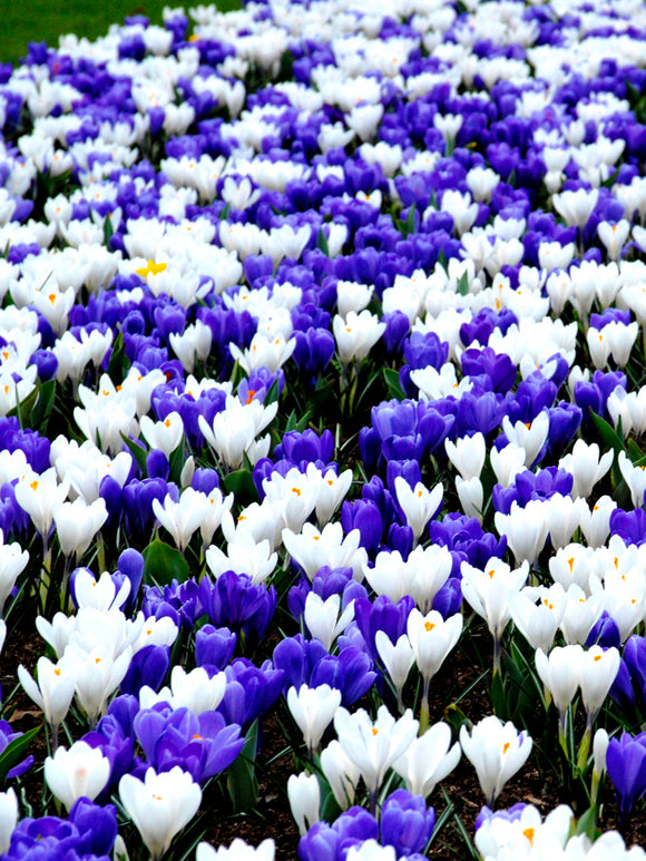 Mixed blue and white crocus bulbs carpet of flowers