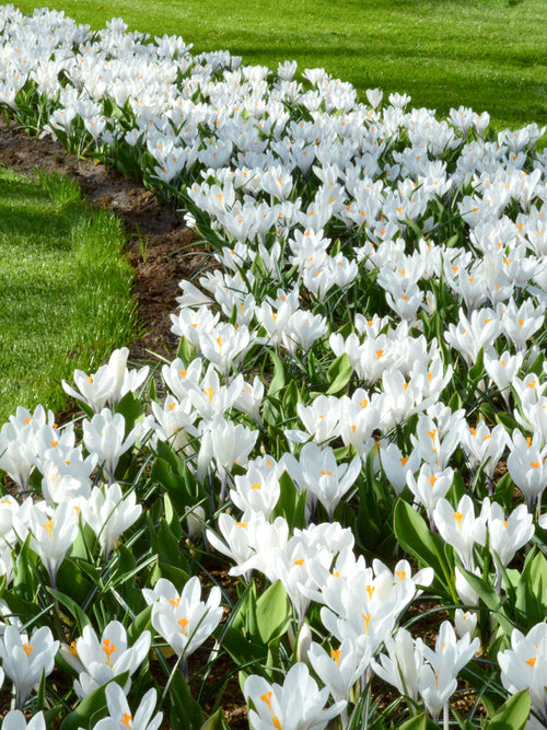 Crocus Jeanne d'Arc Keukenhof Gardens