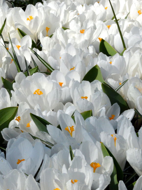 Crocus Jeanne d'Arc bulbs white