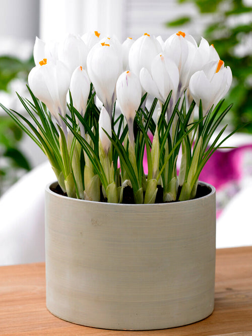 White crocus flower bulbs Jeanne D'arc in pot