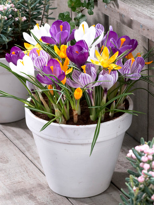 Mixed Jumbo Crocus flower bulbs in pot