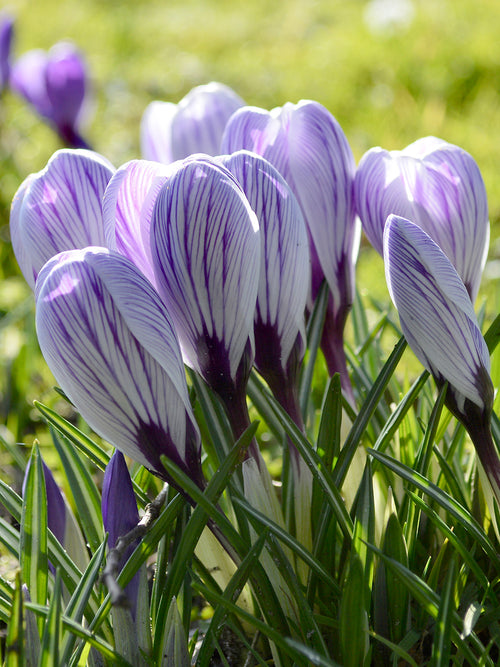 Crocus Pickwick Striped