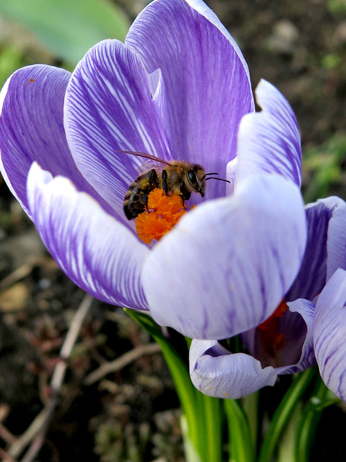 Crocus Pickwick Great For Pollinators
