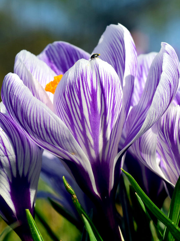 Crocus Pickwick huge flowers