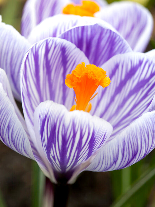 Crocus Pickwick close up