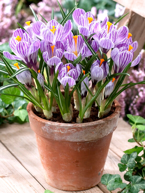 Crocus Pickwick in pot