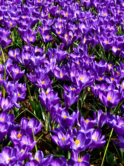 Crocus Remembrance Purple Flower Bulbs for Fall Planting