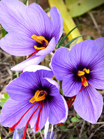 Crocus Sativus (Saffron Crocus)