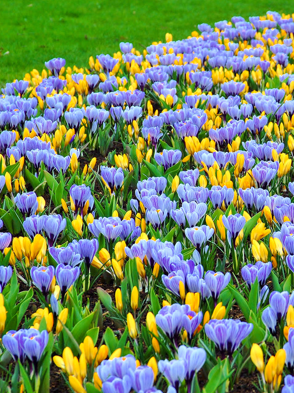 Yellow and Striped crocus bulbs