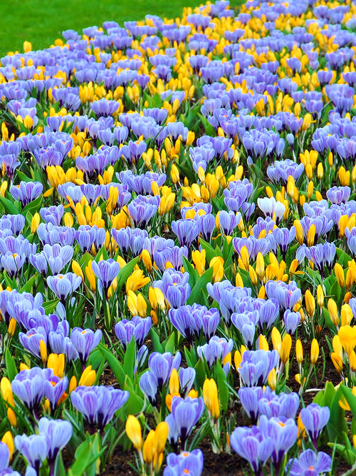 Yellow and Striped crocus bulbs Mix