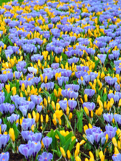 Yellow and Striped crocus bulbs by DutchGrown