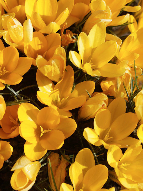 Yellow crocus flower bulbs fall planting